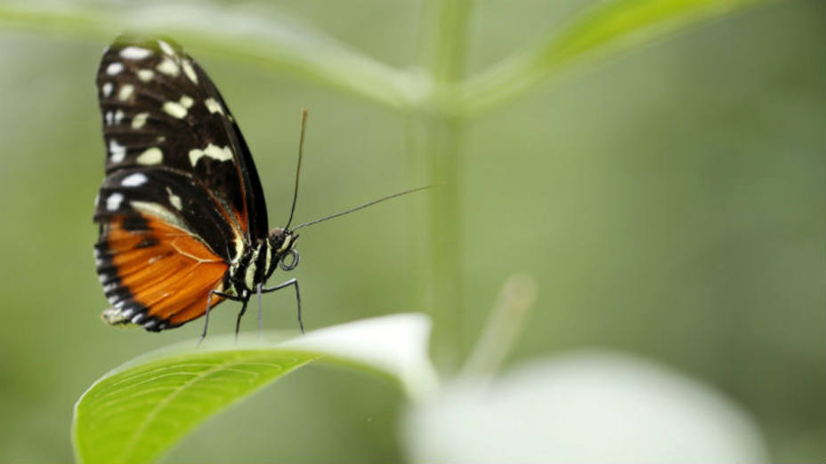 ¿Cómo se forman los colores en las alas de las mariposas?