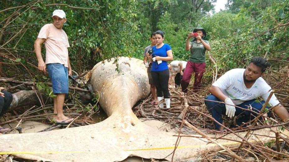 como-una-ballena-jorobada-termino-varada-amazonia_272867.jpg