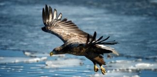inesperado vuelo migratorio de un águila