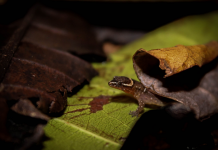 Registran presencia del lagarto más pequeño del mundo en un parque de Colombia