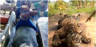 Animales en peligro de extinción, jaguar y manatí
