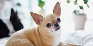 razas de perros más propensas a enfermedades respiratorias