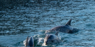 delfines muertos Turquía