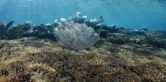 Coral invasor en Mochima