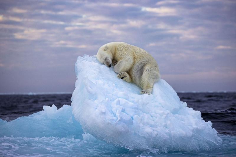 La «impresionante y conmovedora» foto de un oso somnoliento que se ganó el concurso de fotografía natural del Museo de Historia Natural de Londres