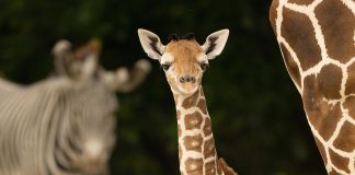 joven jirafa hembra