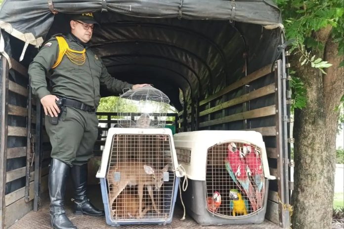 Rescataron a siete animales silvestres en cautiverio en la frontera