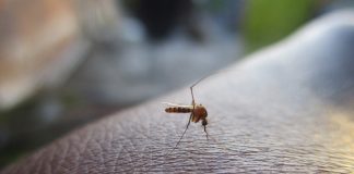 Mercosur habla del dengue en la región