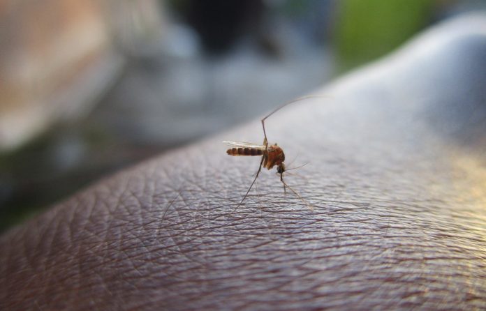 Mercosur habla del dengue en la región