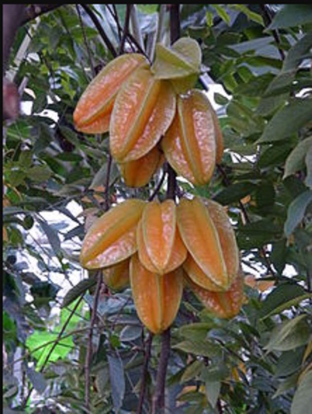 Tamarindo Chino Beneficios Y Usos Del Fruto Considerado Estrella