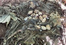 El cocodrilo siamés estuvo a punto de extinguirse en el Sureste Asiático, pero su situación ha mejorado