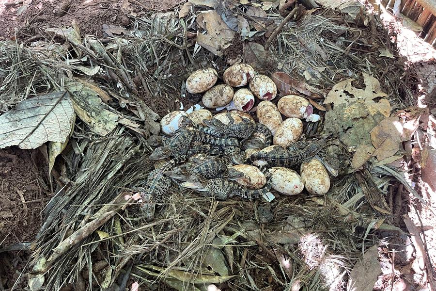 60 crías del casi extinto cocodrilo siamés nacieron en la selva de Camboya