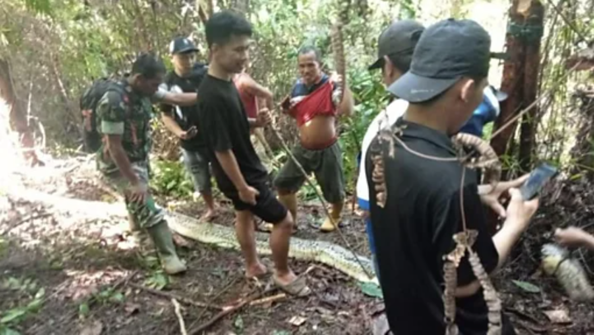 Una serpiente pitón se come a una mujer de 36 años en Indonesia