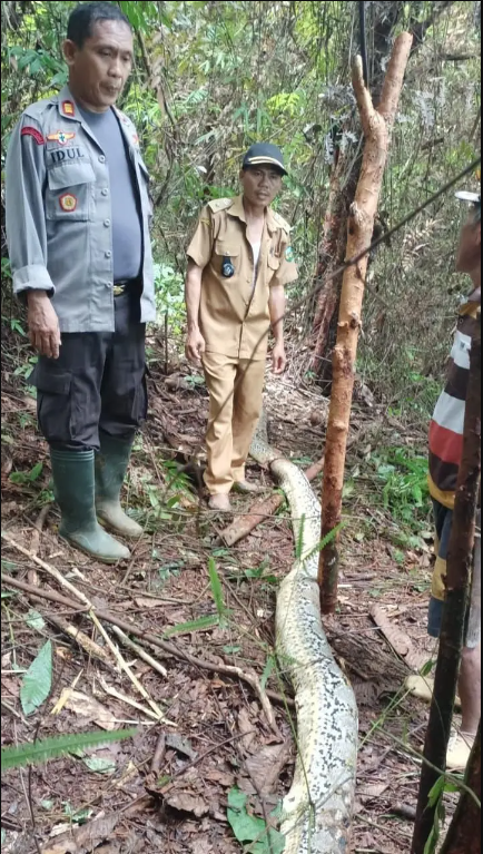 serpiente pitón