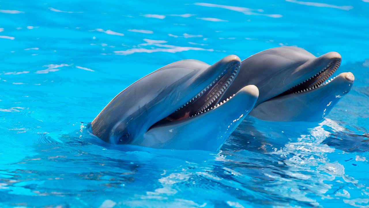 pixabay-delfines