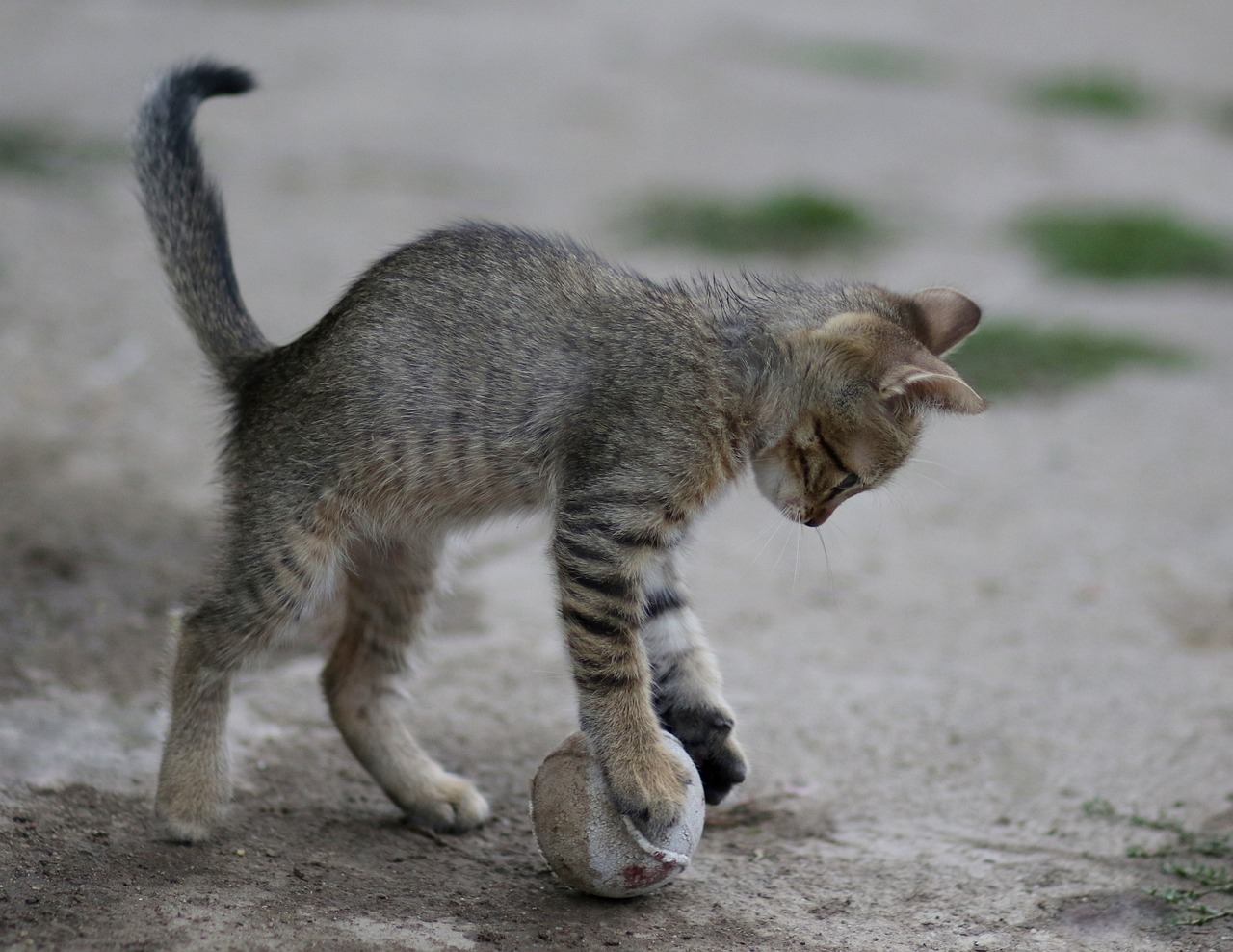 Los gatos (y no solo los perros) juegan instintivamente a buscar la pelota