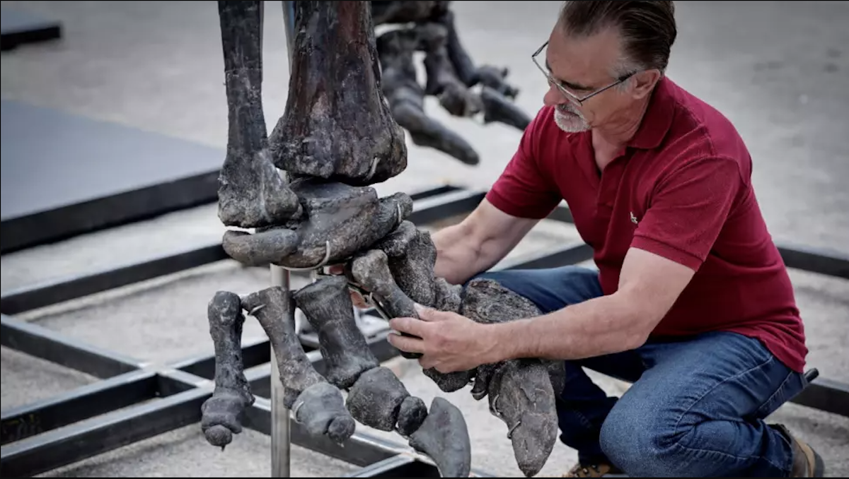 Un dinosaurio gigante llamado Vulcain será subastado en Francia