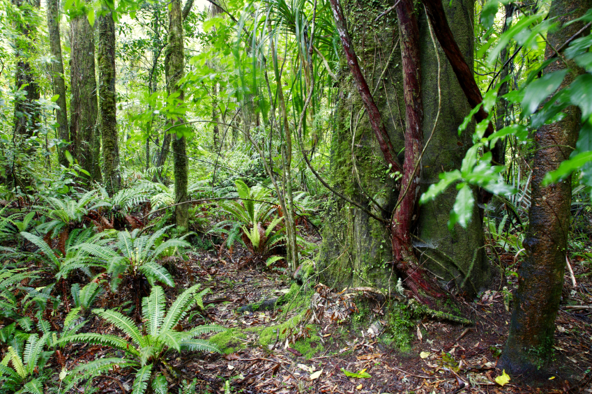 Bosques Tropicales