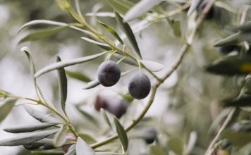 Comer aceitunas negras podría combatir la obesidad