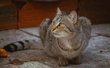 Vecinos reportan envenenamiento masivo de gatos en Los Teques