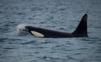 Observan a una orca cargando su cría muerta en el Pacífico