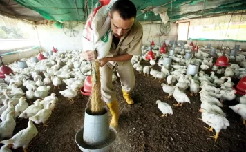 Aumenta exponencialmente el riesgo de pandemia por gripe aviar H5