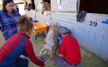 Cientos de animales vulnerables por los incendios de Los Ángeles