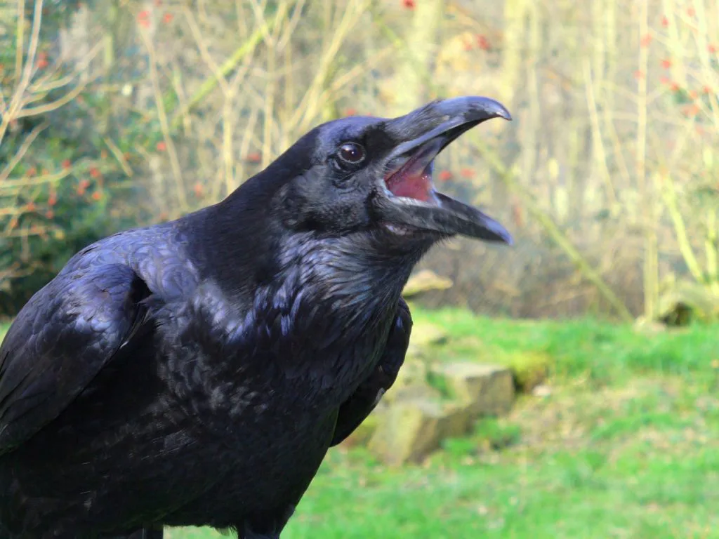 Cuervos Animales Medio ambiente
