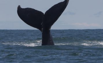 Pescadores graban a ballena sardinera en La Guaira y causa furor en redes sociales