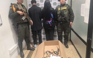 Detienen a una pareja en aeropuerto de Medellín que intentaba traficar monos