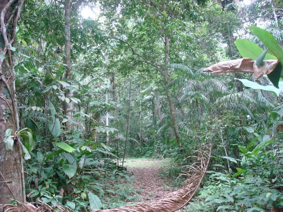 Bayern Forestal Sa De Cv - ANISOTROPÍA Esta propiedad es poco