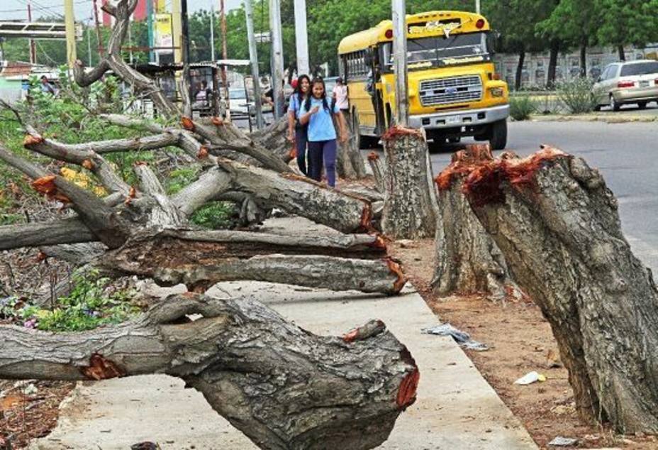 Cortan árboles en Zulia para evitar que ladrones roben cables eléctricos