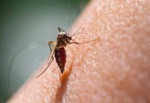dengue san antonio