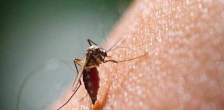 dengue san antonio
