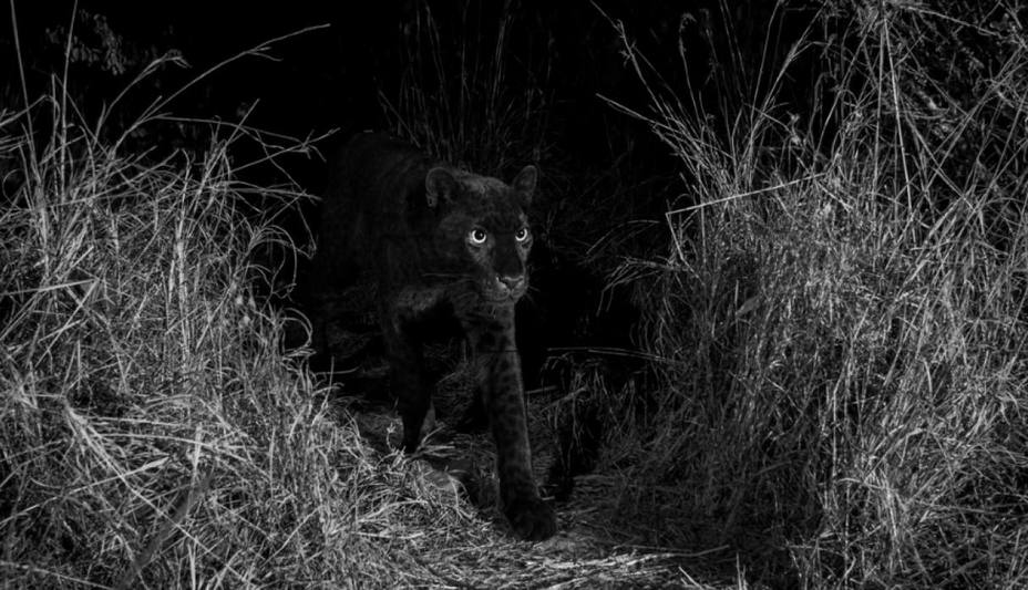 lograron-fotografiar-leopardo-negro-por-primera-vez-100-anos_270807.jpg