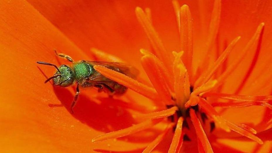 encontraron-abejas-vivas-ojo-una-mujer_278551.jpg