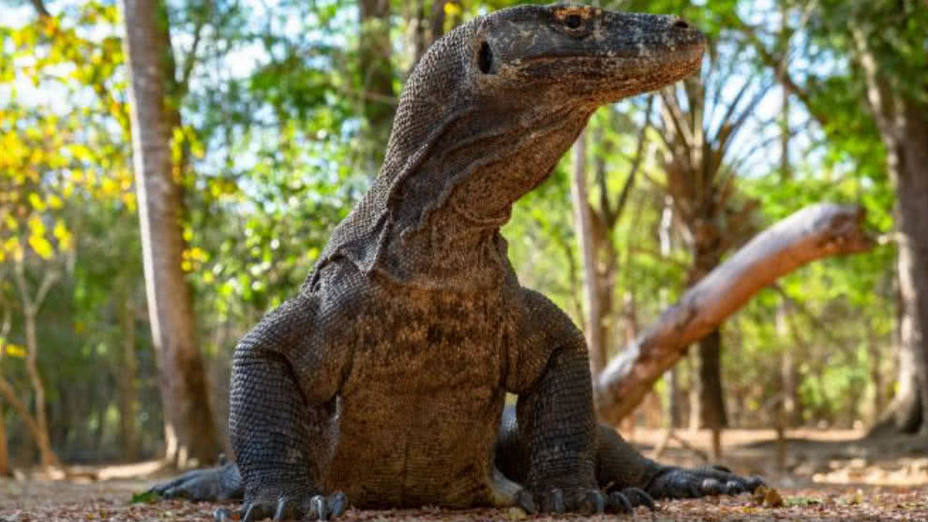 isla-komodo-podria-cerrar-para-impedir-robo-lragones_278033.jpg