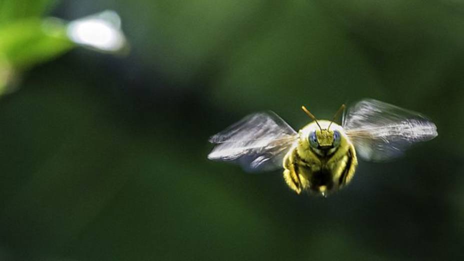 que-pueden-ensenar-las-abejas-los-economistas-sobre-los-mercados_278212.jpg