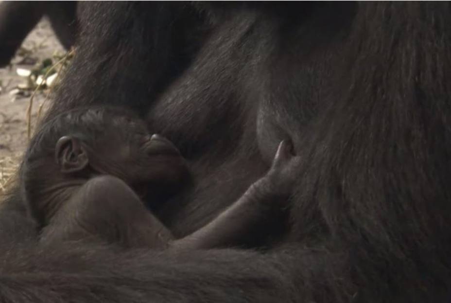 Un gorila nació en parque temático de Disney