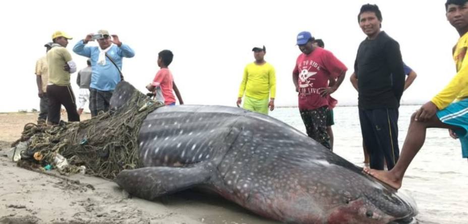 polemica-por-pesca-irregular-tiburon-ballena-guajira_282090.jpg