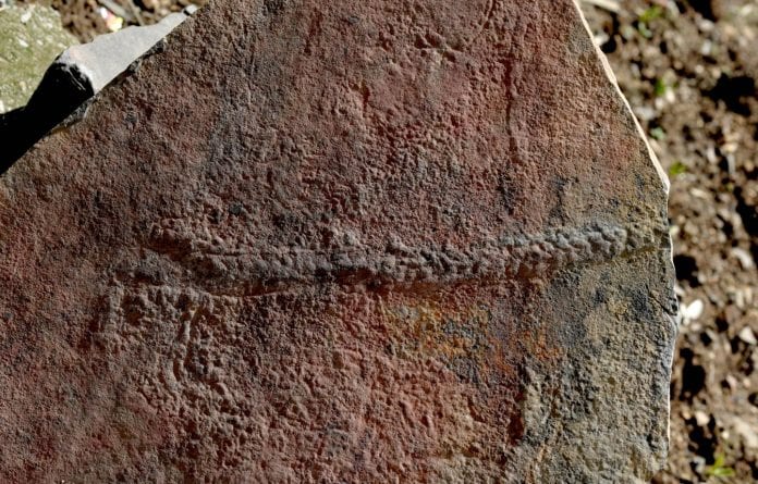 Rastro fosilizado del animal Yilingia spiciformis, que data de hace 550 millones de años. El rastro fue encontrado en China