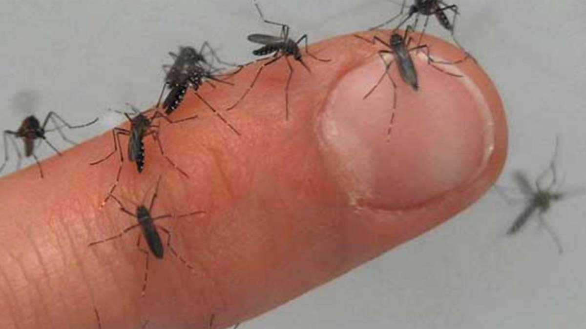 Paraguay se prepara para una de las peores epidemias de dengue de la década