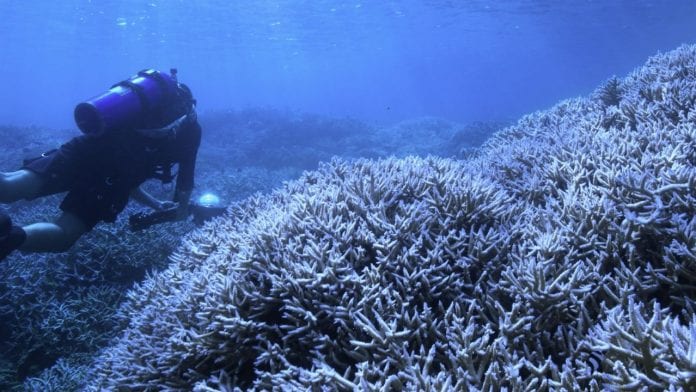 En busca del coral cambio climático
