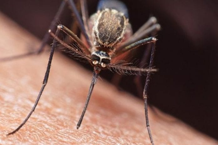 Malaria en Venezuela
