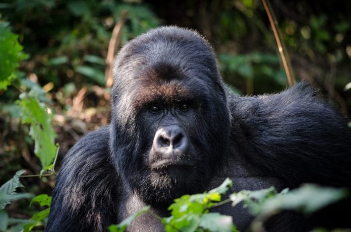Un rayo mató a cuatro gorilas en Uganda