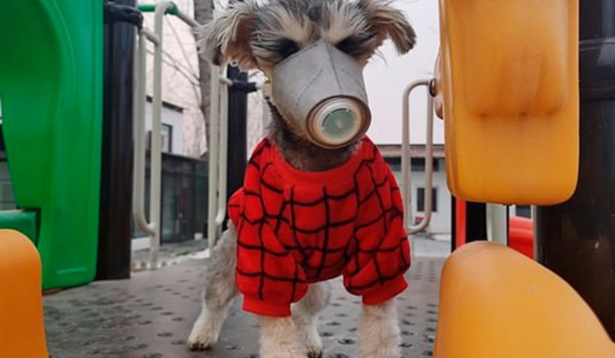 [Fotos] Colocan mascarillas a perros para protegerlos del coronavirus