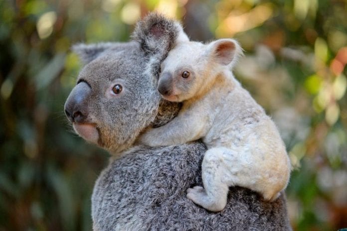 la población de koalas