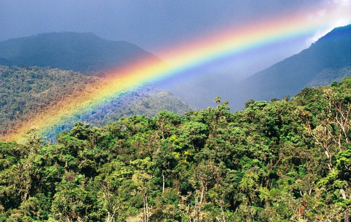 FAO urge salvaguardar la biodiversidad de los bosques