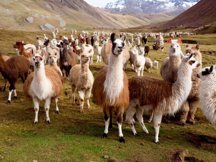 Llamas y alpacas: Científicos advierten que camélidos podrían servir contra covid-19