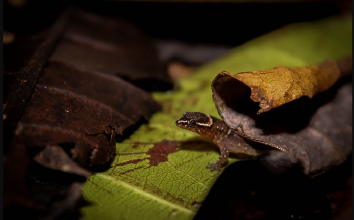 Registran presencia del lagarto más pequeño del mundo en un parque de Colombia